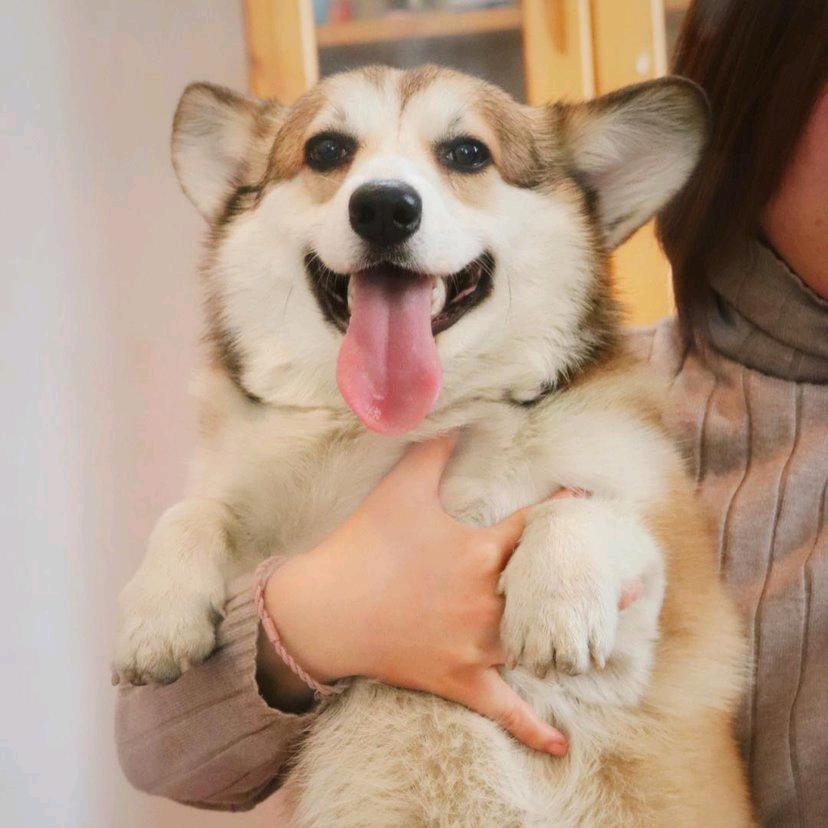 大柠檬要做大做强再创辉煌