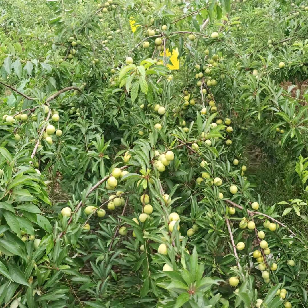 走南闯北