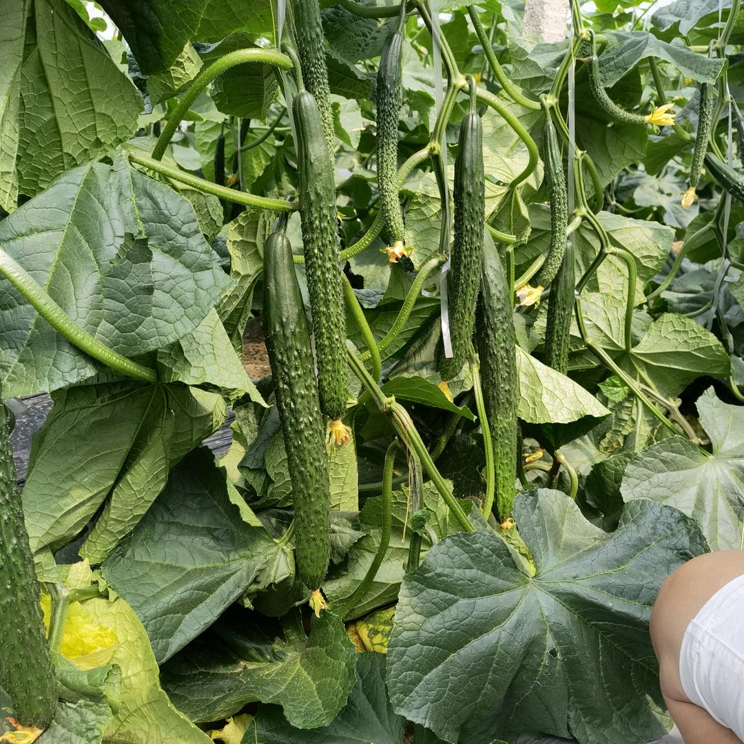 A寡人(>﹏<)天下