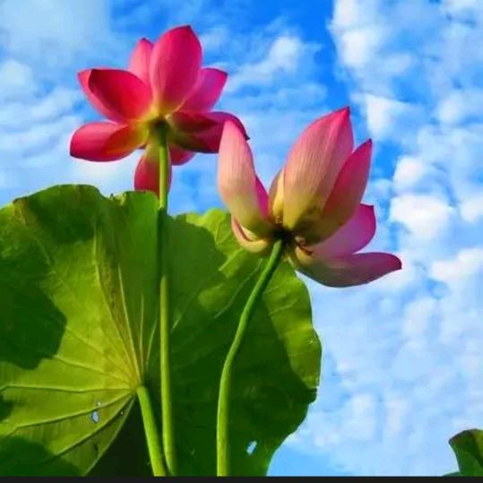 花开自有花落时