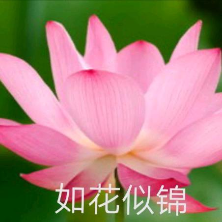 水果老大哥