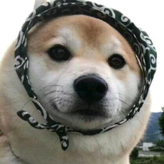 马某是狗（三角洲行动）