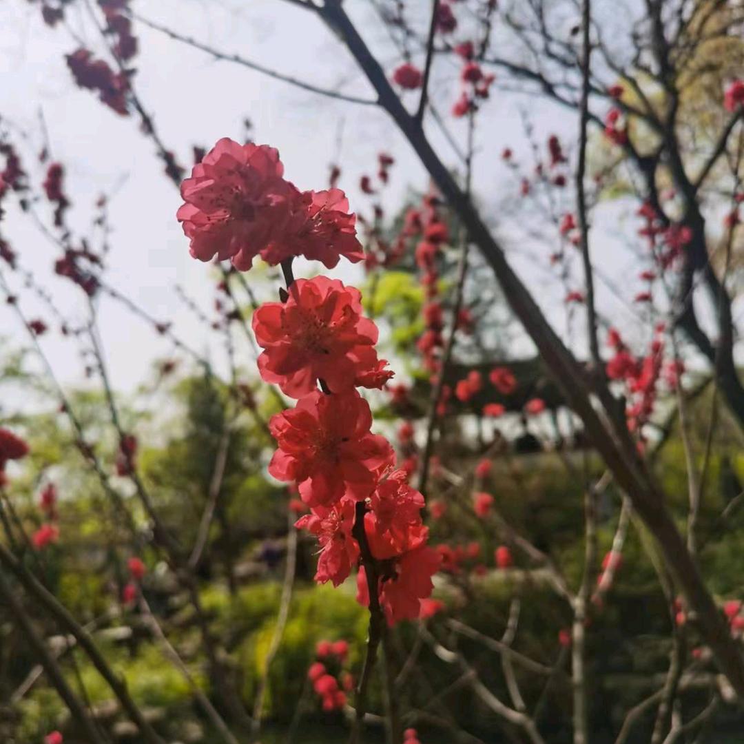 春如意