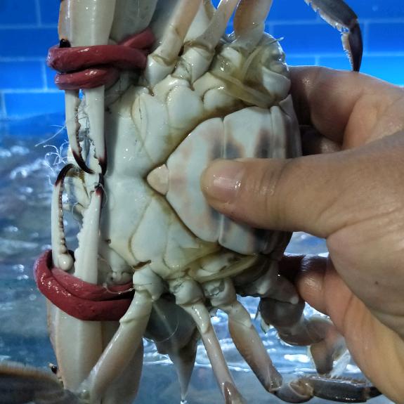 卖海鲜戴姐