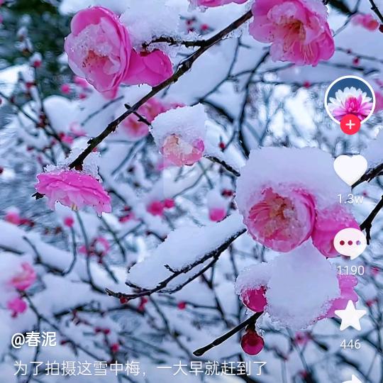 如愿1314