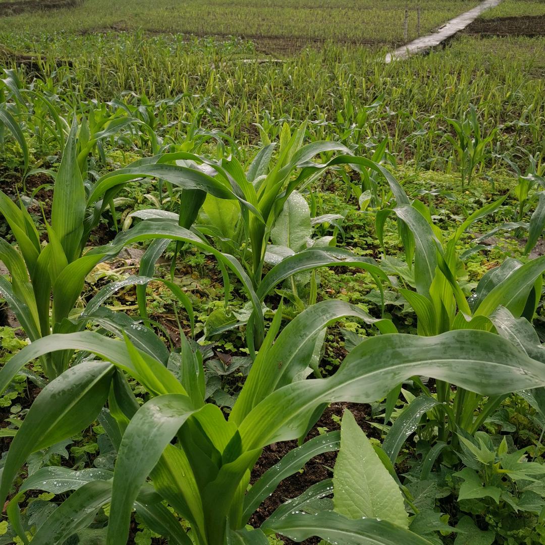 秋天红Ⅱ拒绝私聊Ⅱ