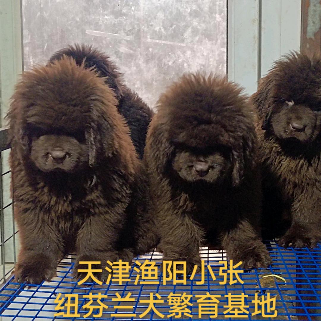 天津金健源🥇纽芬兰犬，金毛犬