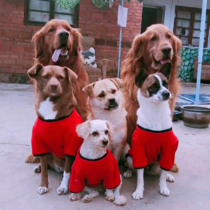 可可与贝贝和丢丢.乐乐.妞妞.点点