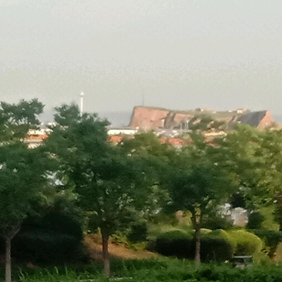 勿忘我