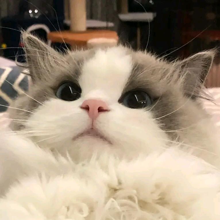 👑猫