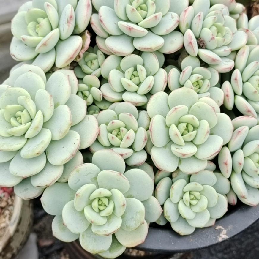 小馨吖