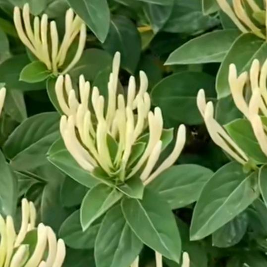 丰疆谷金银花