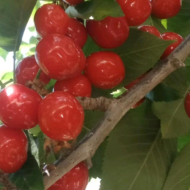 山农乐光达果树苗木专卖店百亩基地