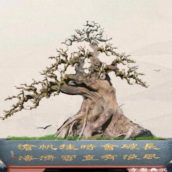 盆景人的盆景生活