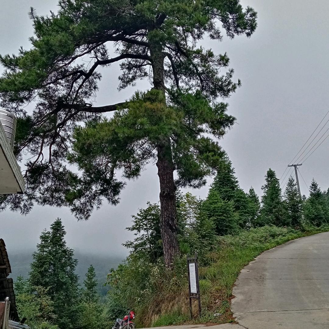 千年树水电工梁师傅