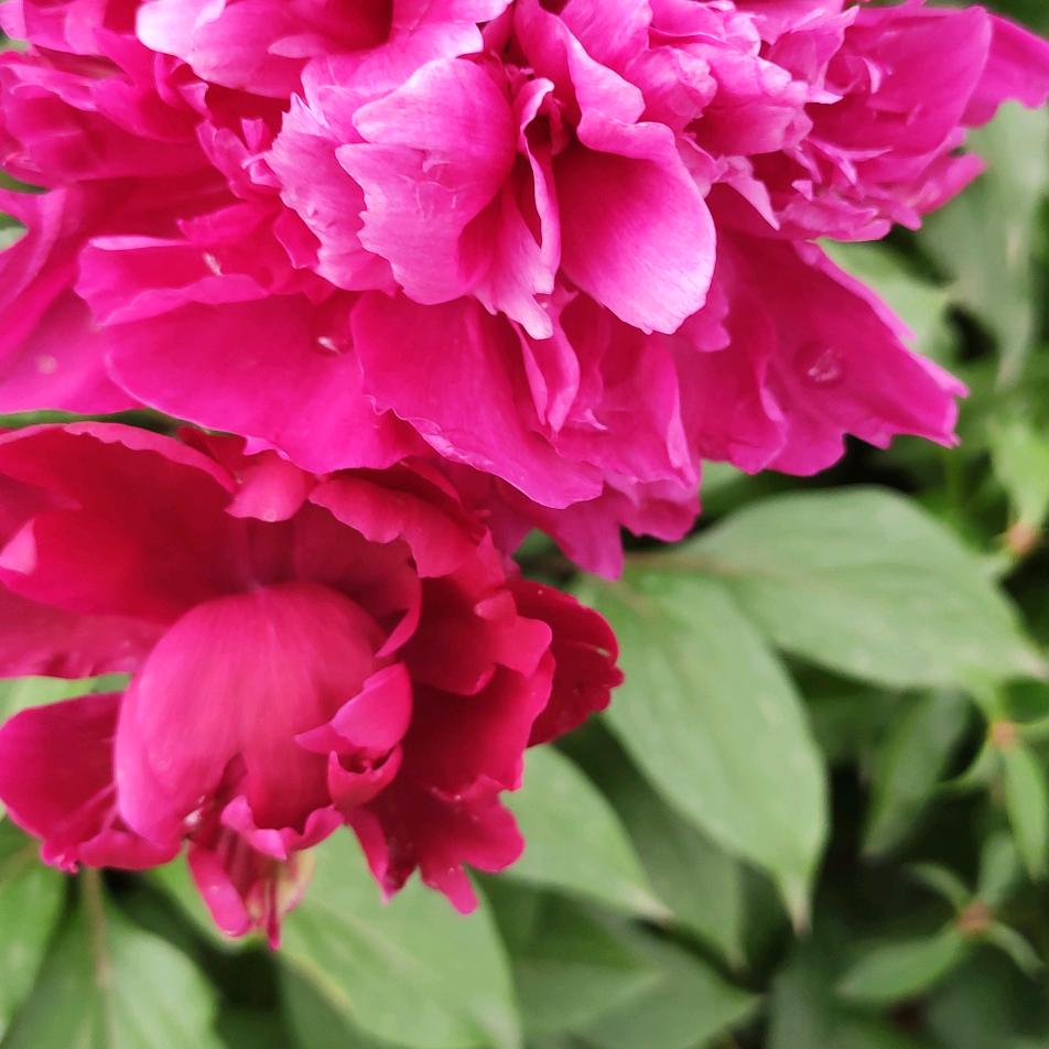 丫丫奶奶(拒连赞，拒合拍)