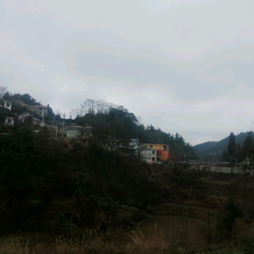 春天的花