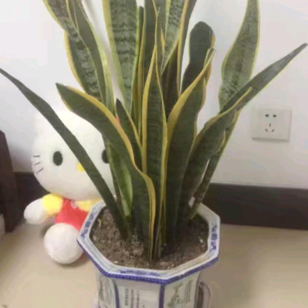 游子