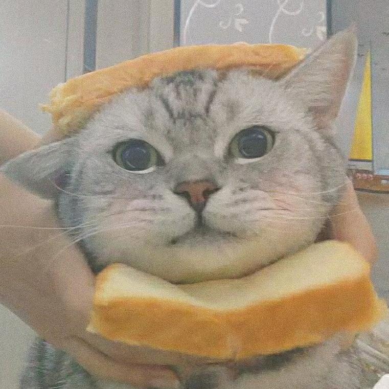 傲娇小夜猫