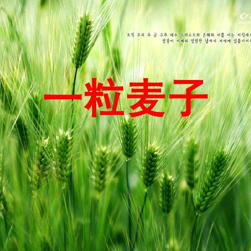 谷中百合