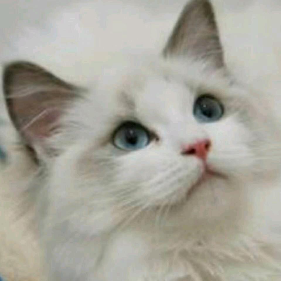 芙蓉名猫