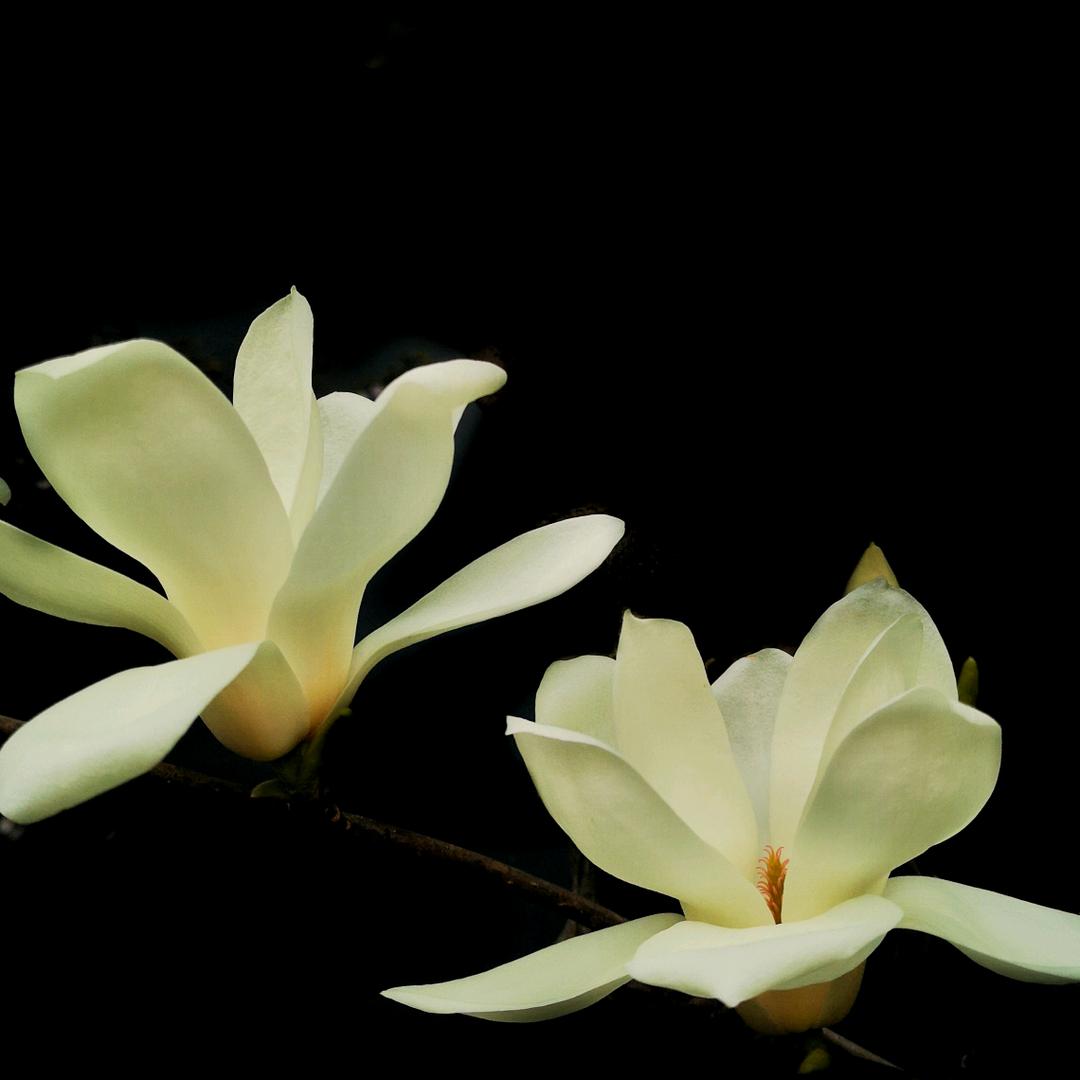 何🌷