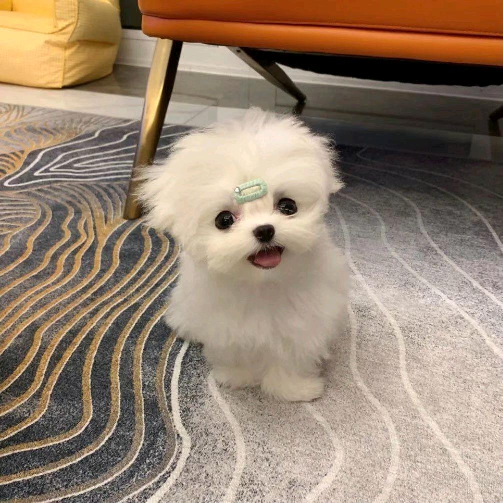 久山明