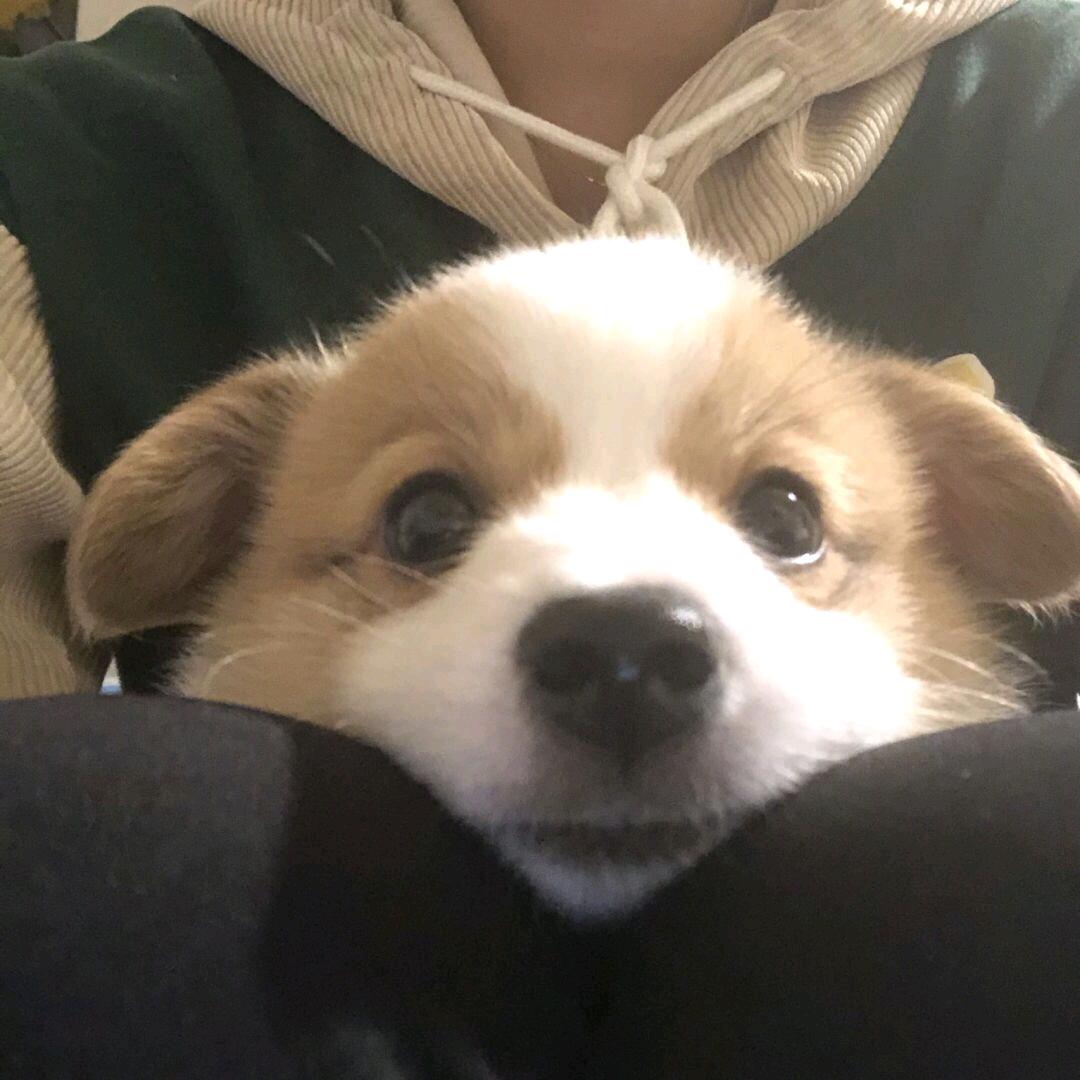 鲨鱼没有牙