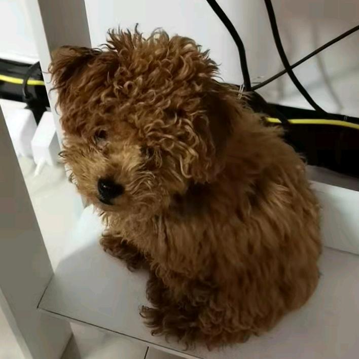 人生如歌