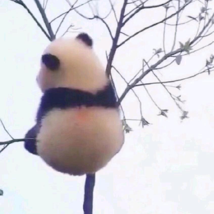 会飞的大猪蹄子