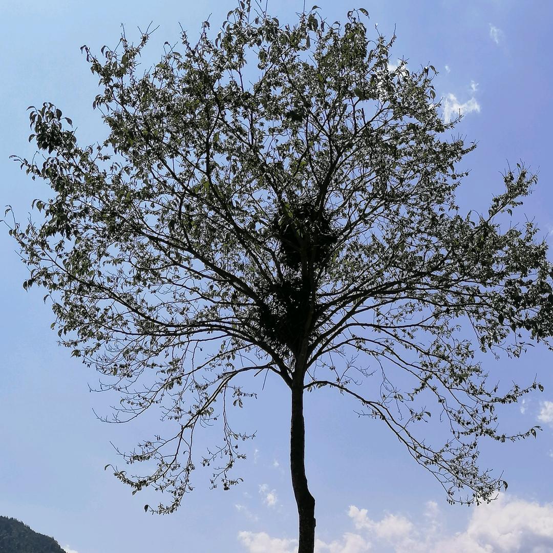 我建议  滑着走