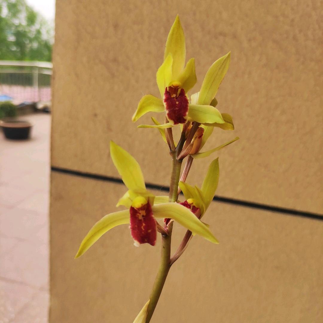 阳台养兰王老大