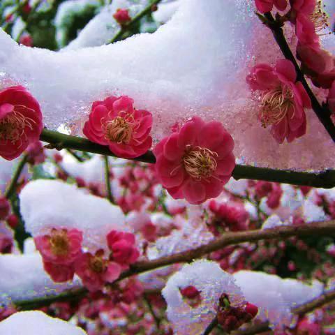 雪中梅花