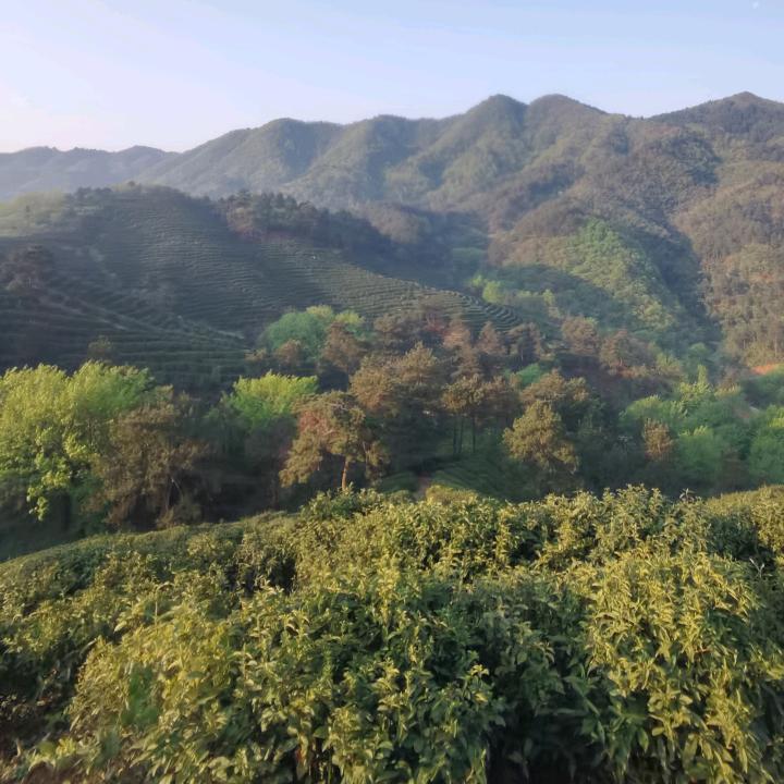 张冲茶厂