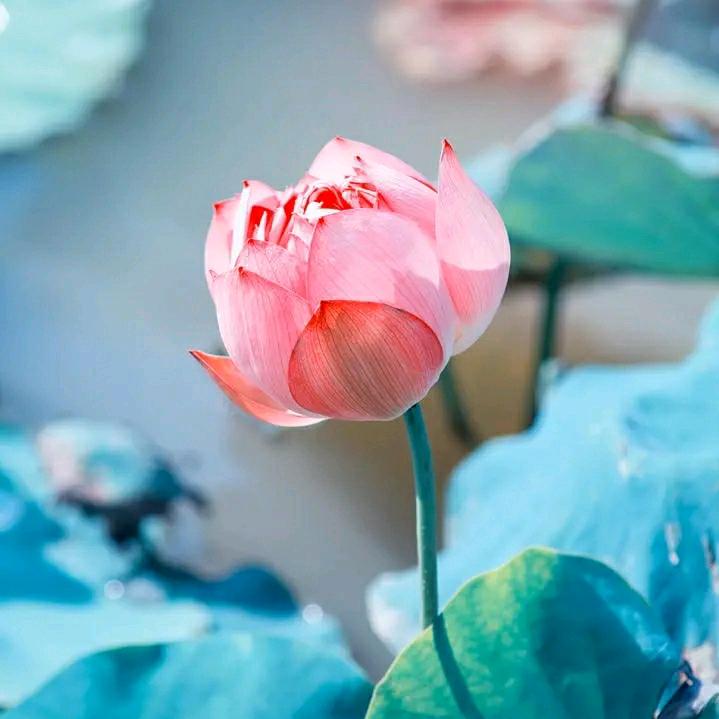 孤独解酒(拒绝合拍)