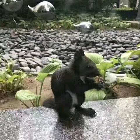 追梦 LYL