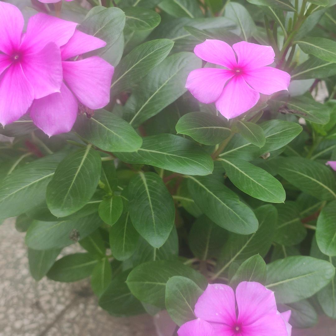 琳