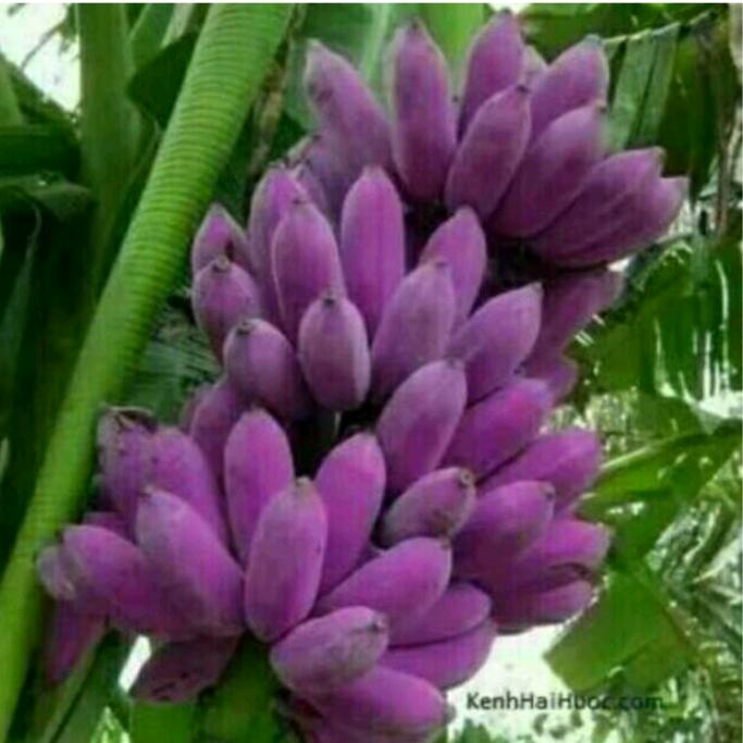 是🌴我🌷伤🍓心