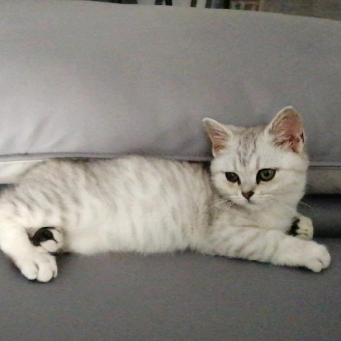 小鱼丸🐱家飞🐱