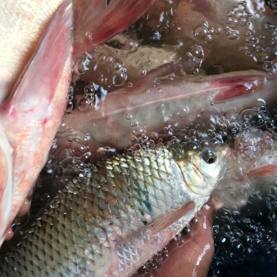 强兄博罗东江野生鱼