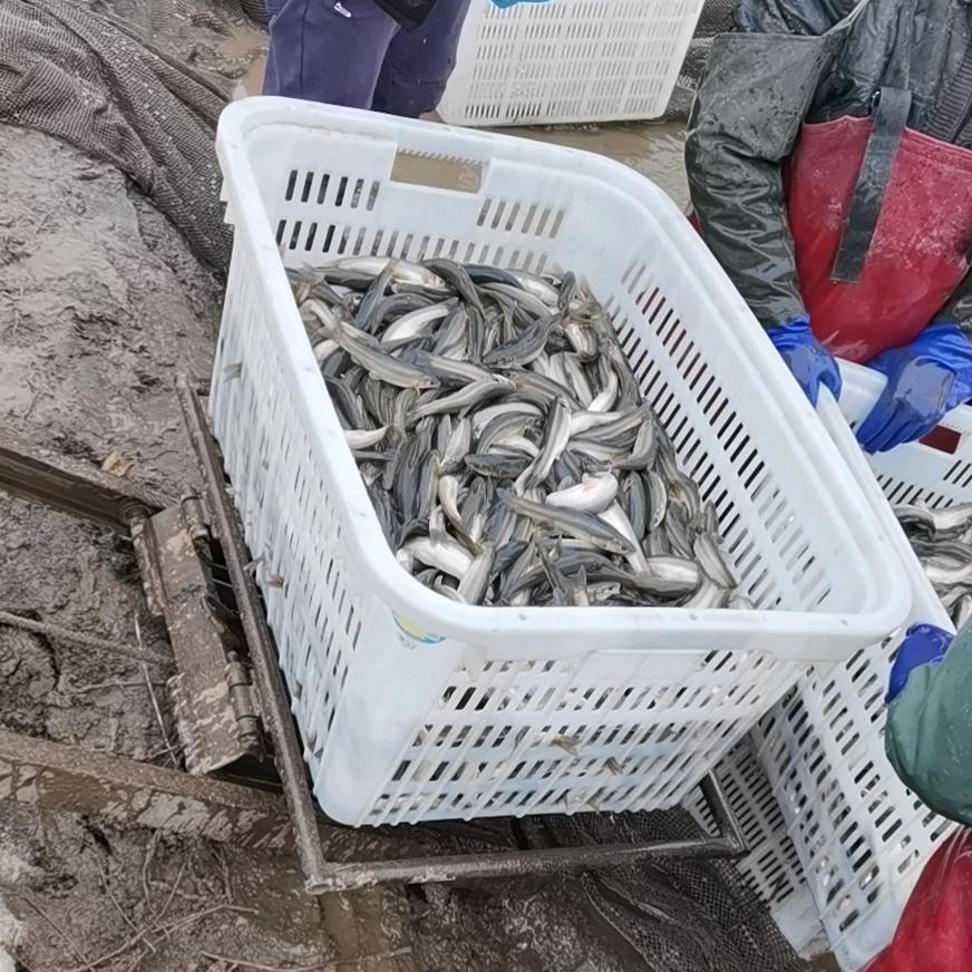 东北柳根鱼产地直发（货源充足）