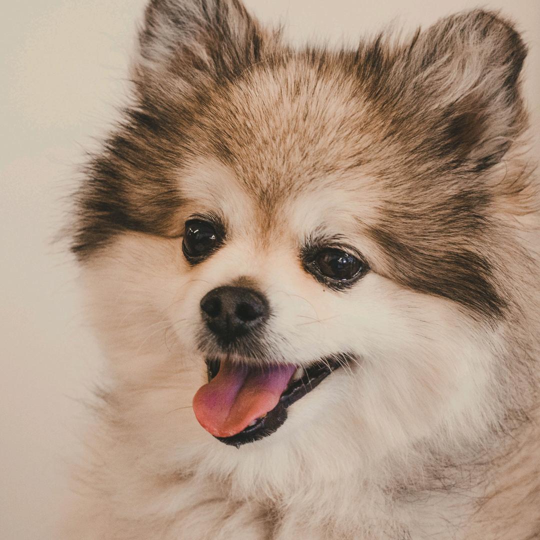 可焱
