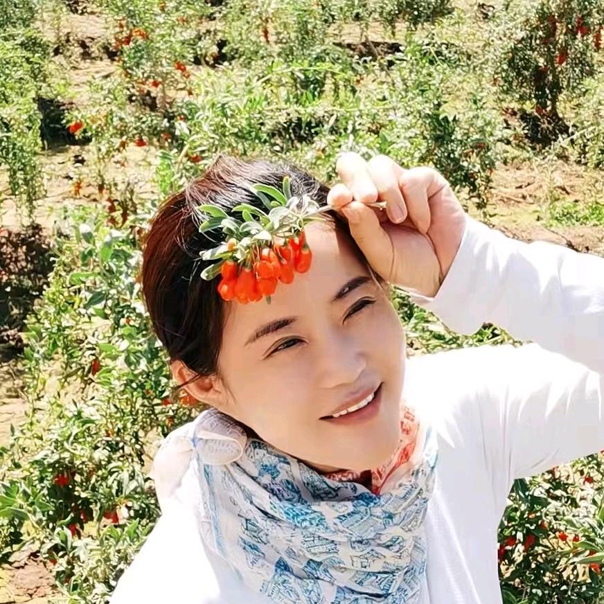 石嘴山市大武口区塞上枸杞红了