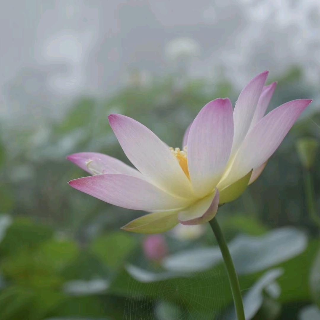 青莲月