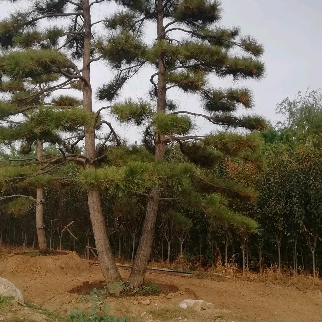 山东省绿之杰园林绿化工程有限公司