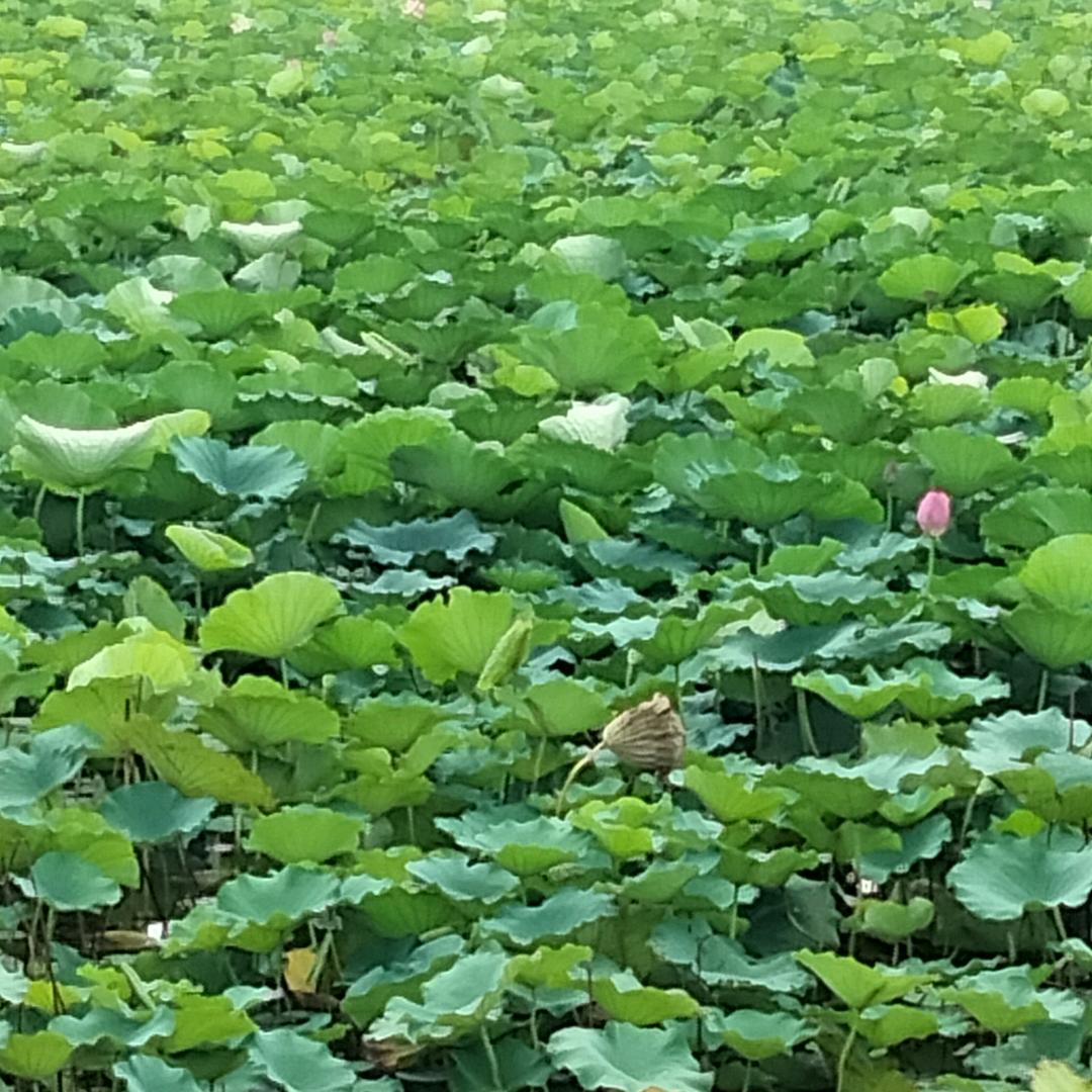 八零后俩宝妈劉