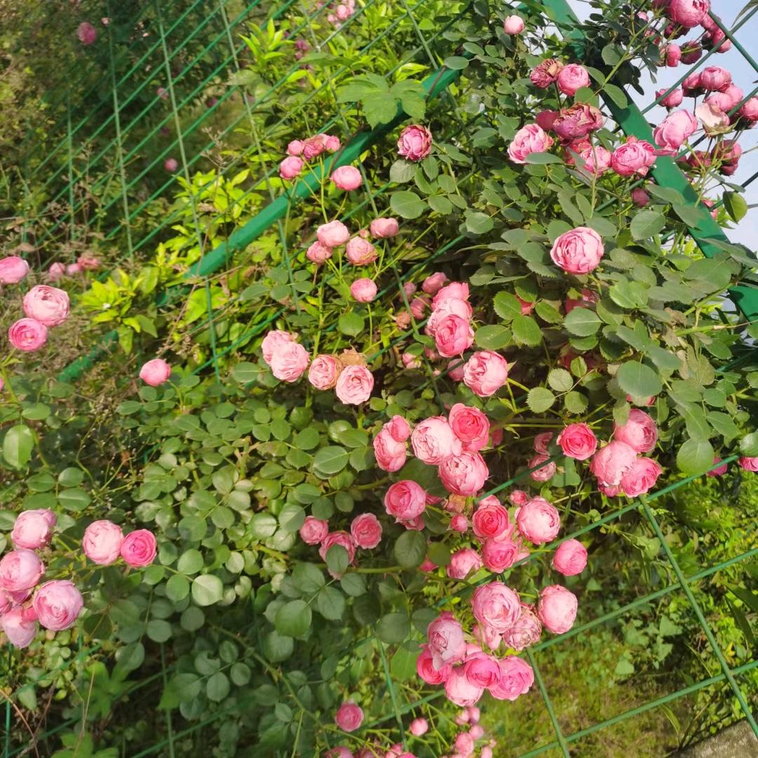 萝卜丝丝