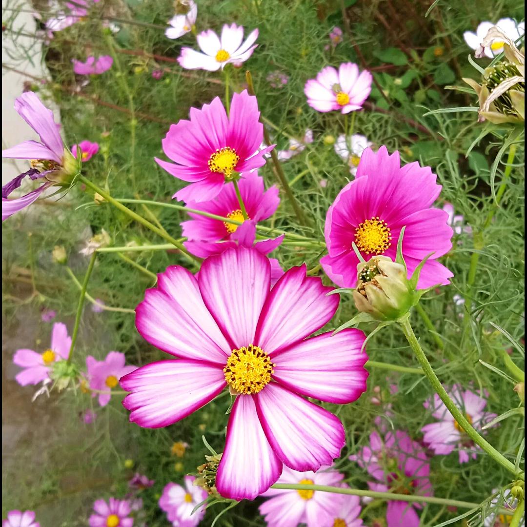 陌上花