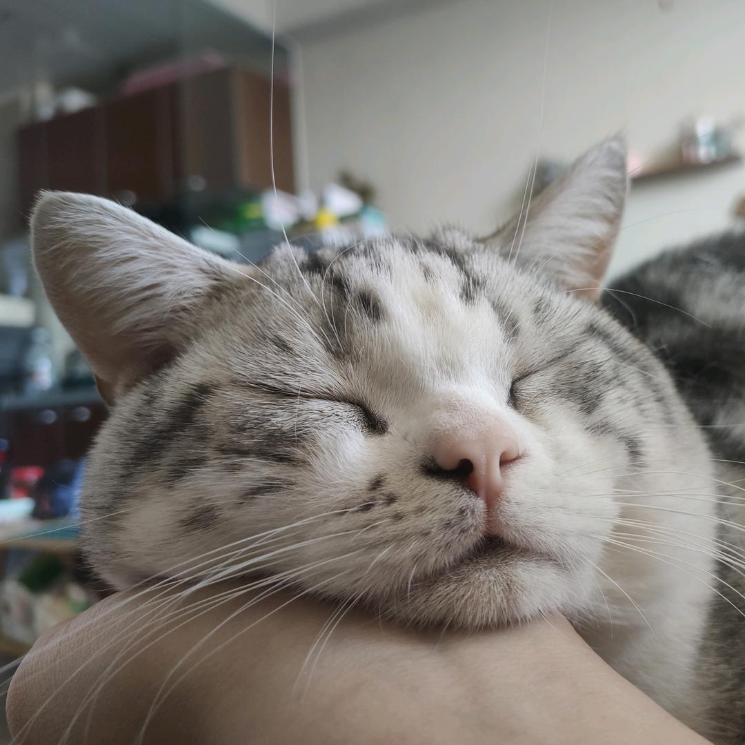 小猫咪课堂