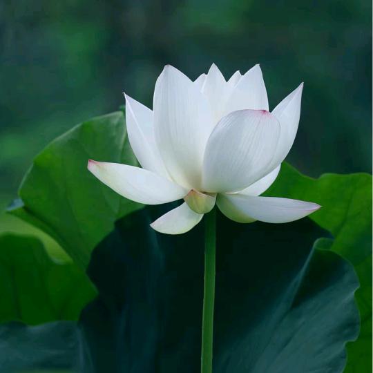 慈恩